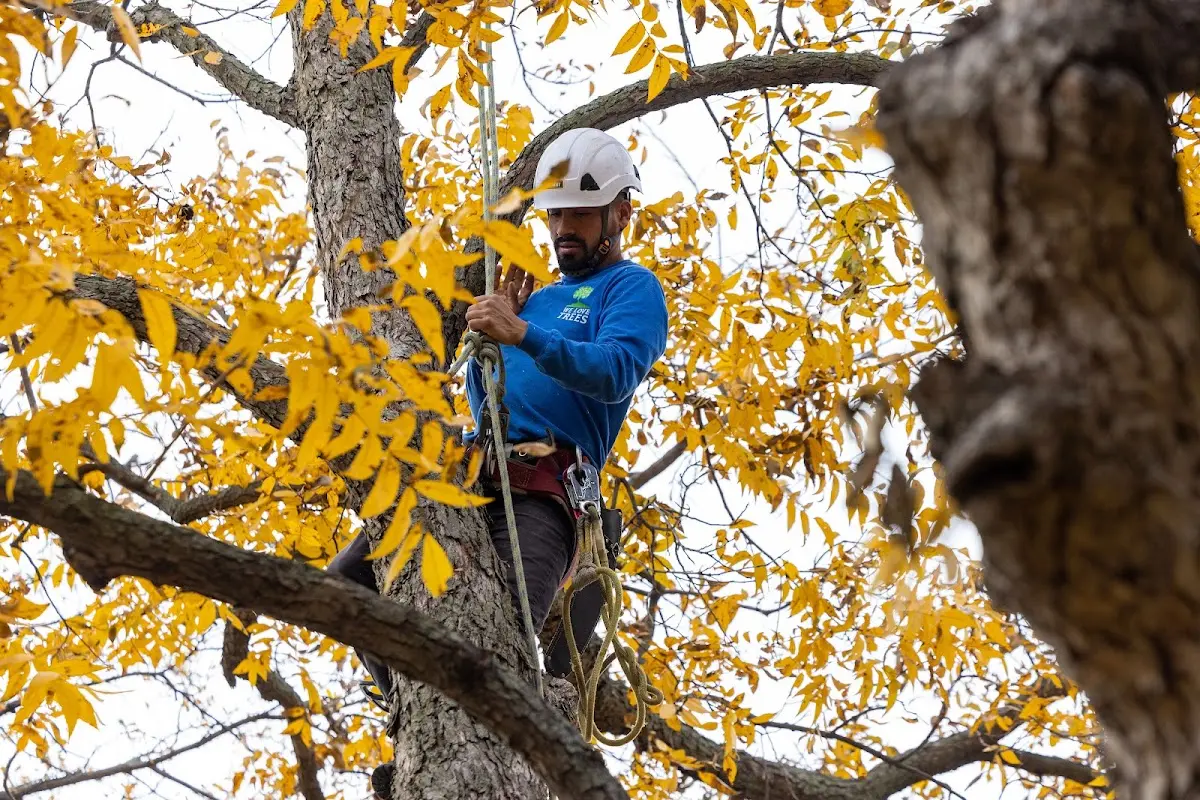 Skilled Tree Pruning crew working in Westville